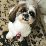 Benjamin Constante Júnior - @benjamin_shihtzubaby - Instagram