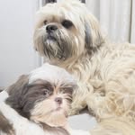 Benjamin e Theodoro | Shih Tzus - @irmaospetz - Instagram