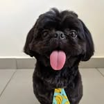 Benjamin, o shihtzu - @benjaminoshihtzu - Instagram