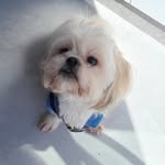 Benjamin Otavio, o Shih-tzu - @benjiotavio - Instagram