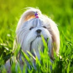 Benjamin shih-tzu dog - @benj_shihtzu - Instagram