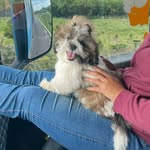 benjamin shihtzu 🐶 - @benjaminshihtzu__ - Instagram