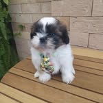 Benjamin Shihtzu 🐶👑 - @benjamin.shihtzu - Instagram