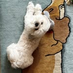 Benjamin, the Shih Tzu! - @pawfect.benji - Instagram