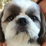 @benjaminshihtzu - Instagram