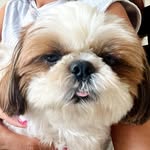 Sir Benjamin 🦄 | Shih tzu | Cavatzu - @sirbenjaminsadventures - Instagram