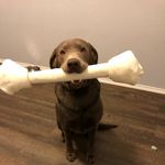 Benjamin - @benjamin_silver_lab - Instagram