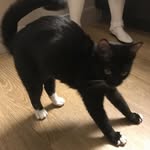 Benjamin Sisko The Cat - @benjaminsiskothecat - Instagram