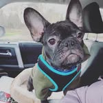 Benjamin Solo - @ben.solothefrenchie - Instagram