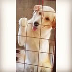 𝘽𝙚𝙣𝙟𝙖𝙢𝙞𝙣
🐶 - @benjamin__sousa - Instagram