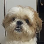 Benjamim 🐶 - @_benjamin.souza - Instagram