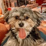 Benjamin Sparks 🐾 - @benny.the.p00h - Instagram