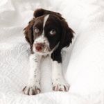 Benjamin “Benny” the Springer - @benny_in_boston - Instagram