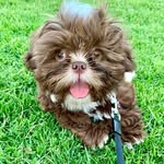 Benjamin Barker Squires - @benny_the_shih_tzu_143 - Instagram
