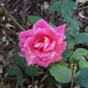 Stacey Benjamin822 - @staceybenjamin - TikTok