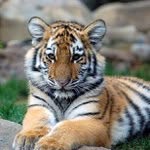 Benjamin Stach - @beni_tiger - Instagram