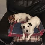 willson - @benjaminsteven246 - Instagram
