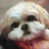 Ashley My Dog - @stilldesminbenjamin - TikTok