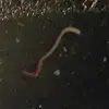 Benjamin Straub - @pastor.benny - TikTok