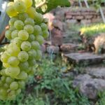 Weingut Benjamin Straub - @weingut_straub - Instagram