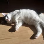 Benjamin Street - @benjamin_street_cat - Instagram
