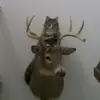 Benjamin Swan - @benjamin.swan3 - TikTok