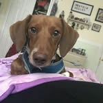 ben the wiener - @benjaminfranklinswiener - Instagram