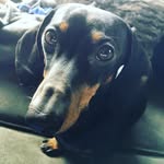 Benjamin Klaus Wiener I (Benny) - @ittybittybenny - Instagram