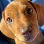 @benjamin_the_wiener - Instagram