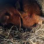 Benjamin and Wilbur Kune Kune - @benjaminandwilbur - Instagram