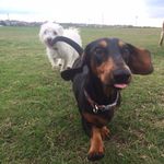Benjamin/Wilbur - @bennyandwilbs - Instagram