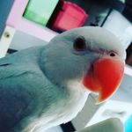 Benjamin Wilhelm The Fifth - @fifth_royal_birdie - Instagram