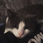 Captain Benjamin Willard - @captainbenjiw - Instagram