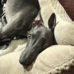 Benia - @benjamin_windcatcher - Instagram