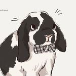 Benjamin Woo 🐰 - @benjaminthebunny0 - Instagram