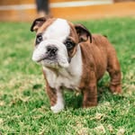 Benjamin Bigglesworth - @benjamin.bigglesworth - Instagram
