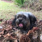 benjamin_york❤️🐶 - @ben_dedenzinho - Instagram
