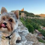 Benjamin York 🐶💵 - @bendji.the.york - Instagram