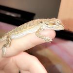 Benji Johnson - @bengi_the_beardie - Instagram