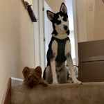 Benji & Gohan Lewis - @benjiandgohan - Instagram