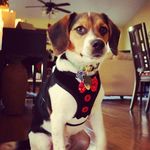 Benji Lewis - @benjibeaglebum - Instagram