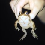 Benji Lewis Cox - @benjifrog101 - Instagram