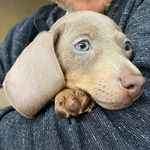🐾Dylan Benji Scruff Wright Lewis🐾 - @dylanthedachshund_miniature - Instagram