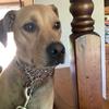 Bennett Petersen - @bailey_the_dog_is_awesom - TikTok