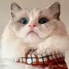 Bennett 🐱 - @its_bennetttt - TikTok