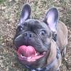 BennyTheFrenchie - @benny_thefrenchie - TikTok