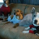 Maureen Bennett-Gross - @pittie_love - Instagram