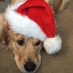 Bennett Hamilton - @bennett.the_golden - Instagram