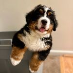 Bennett Bud Harris - @bigbentheberner - Instagram