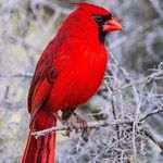 TJ Bennett Hicks - @hickstj40 - Instagram